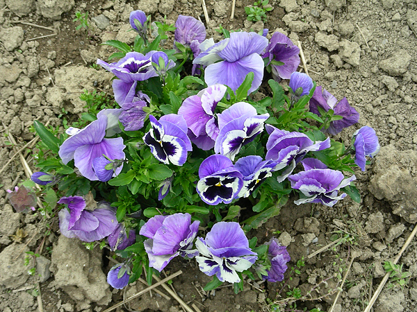 pansy in flower